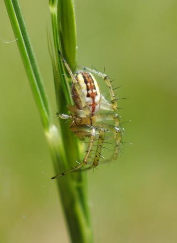 Réf. 267 620 : Mangora acalypha